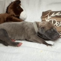 Patsy - RESERVED Patsy - RESERVED