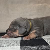 Sage - Female - $2200 Sage - Female - $2200