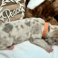 Dixie - RESERVED Dixie - RESERVED