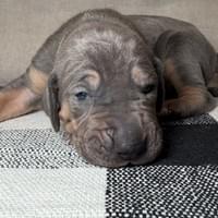 Liberty - female - $2200 Liberty - female - $2200