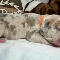 Dixie - RESERVED Dixie - RESERVED