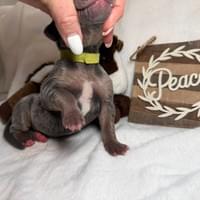 Liberty - female - $2200 Liberty - female - $2200