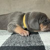 Sage - Female - $2200 Sage - Female - $2200