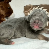 Wyatt - RESERVED Wyatt - RESERVED