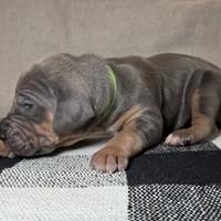 Liberty - female - $2200 Liberty - female - $2200