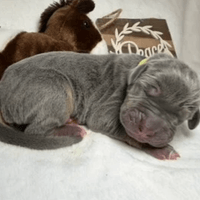 Liberty - female - $2200 Liberty - female - $2200