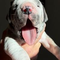 Jolene - RESERVED Jolene - RESERVED