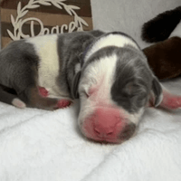 Shiloh - RESERVED Shiloh - RESERVED