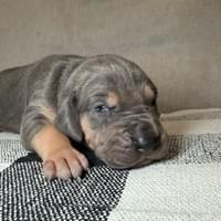 Sage - Female - $2200 Sage - Female - $2200