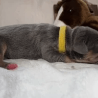 Sage - Female - $2200 Sage - Female - $2200