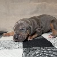 Liberty - female - $2200 Liberty - female - $2200