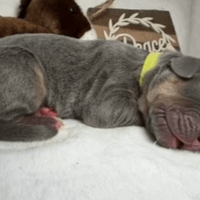 Liberty - female - $2200 Liberty - female - $2200