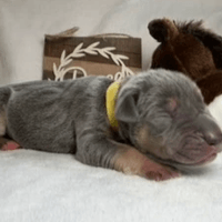 Sage - Female - $2200 Sage - Female - $2200