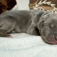 Wyatt - RESERVED Wyatt - RESERVED