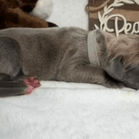 Patsy - RESERVED Patsy - RESERVED