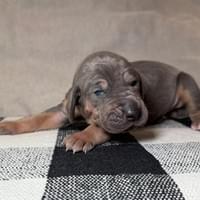 Liberty - female - $2200 Liberty - female - $2200