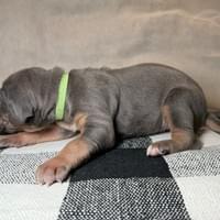 Liberty - female - $2200 Liberty - female - $2200