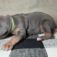 Liberty - female - $2200 Liberty - female - $2200