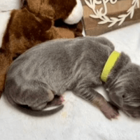 Liberty - female - $2200 Liberty - female - $2200