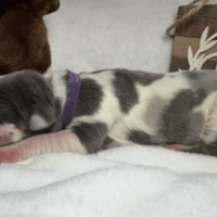 Shiloh - RESERVED Shiloh - RESERVED