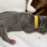 Sage - Female - $2200 Sage - Female - $2200