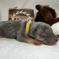 Sage - Female - $2200 Sage - Female - $2200