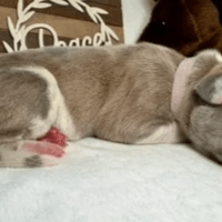 Jolene - female - $2500 Jolene - female - $2500