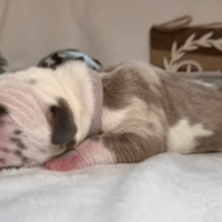 Jolene - female - $2500 Jolene - female - $2500