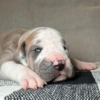 Jolene - RESERVED Jolene - RESERVED