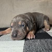 Sage - Female - $2200 Sage - Female - $2200