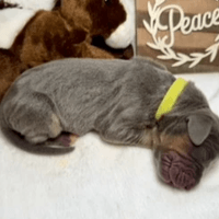 Liberty - female - $2200 Liberty - female - $2200