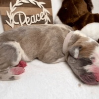 Jolene - female - $2500 Jolene - female - $2500