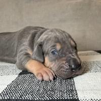 Sage - Female - $2200 Sage - Female - $2200