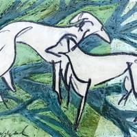 Whippets in Meadowbrook Park Whippets in Meadowbrook Park