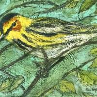 Cape May Warbler Cape May Warbler