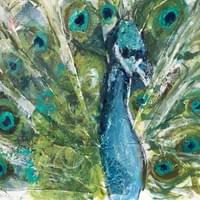 Peacock Display Peacock Display