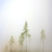 Giants in the mist (18in x 24in) Giants in the mist (18in x 24in)