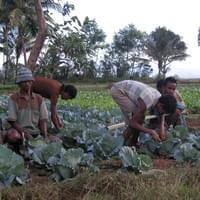 East Timor 2000 Food security