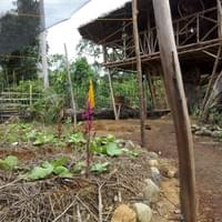 Permaculture model tree house Philippines