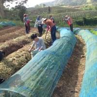 Students making typhoon proof vegetable farm