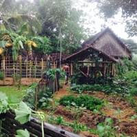 Kitchen garden at Field School Philippines