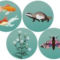 Species illustration Species illustration