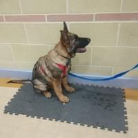 CD Dog training Wymondham Norfolk  CD Dog training Wymondham Norfolk