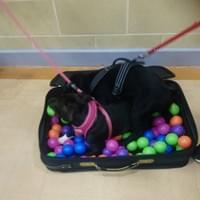puppy enjoying class puppy enjoying class