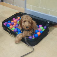 Cockapoo puppy in dog class Cockapoo puppy in dog class