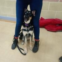 German Shepard dog in class German Shepard dog in class