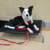 border collie puppy border collie puppy