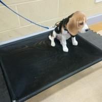 CD Dog training Wymondham Norfolk  CD Dog training Wymondham Norfolk