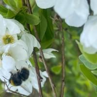 Spring Bumblebee Spring Bumblebee