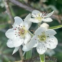 Spring Blossom Spring Blossom